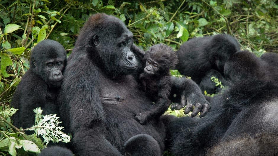 mountain gorilla